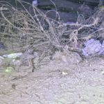 plasticos-submarinos-EFE-UNIVERSIDAD-DE-BARCELONA- th 86d085836c8204a4ef07c18efaea8ae1