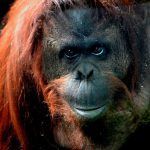 sandra orangutan