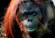 Argentina concede el «habeas corpus» a un ser no humano por primera vez en el mundo sandra orangutan