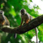 Cambio-climatico-y-la-Amazonia-un-grito-de-alarma large