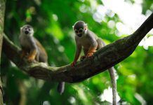 Canvi climàtic i l’Amazònia: un crit d’alarma Cambio-climatico-y-la-Amazonia-un-grito-de-alarma large