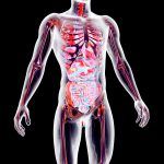 Salut-Geo-ambiental_Disruptors-Endocrinsl