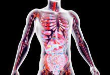 Disruptores endocrinos: nuestra dosis diaria Disruptores endocrinos: nuestra dosis diaria