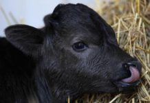 El Centro de Investigación de la Carne en EEUU bajo sospecha por experimentos crueles becerrada