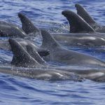 cetaceos