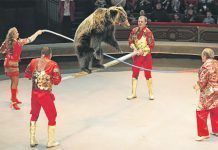 Sigue creciendo la red de municipios libres de circos con animales circos animales
