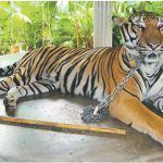 circos tigre