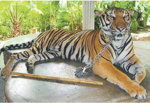 Circos y Animales: Historia y Futuro circos tigre