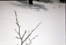 La nieve en los Pirineos se reduce a la mitad desde 1950 nieve-Pirineos-