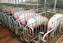 La acumulación de purines no ha dejado de contaminar el medioambiente en España La acumulación de purines no ha dejado de contaminar el medioambiente en España