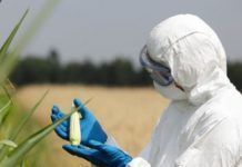 Aumenta casi un 4% el cultivo de transgénicos en el mundo transgenicos aumentan