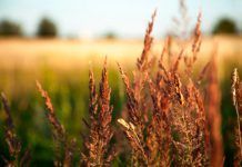 Alergias: un reflejo de tu salud ALERGIAS