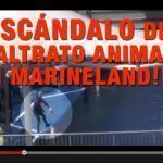 ESCANDALO MARINELAND