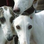 galgos
