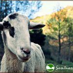 santuario_gaia