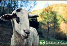 Santuario Gaia necesita nuestra ayuda Santuario Gaia necesita nuestra ayuda