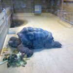 tortuga en zoo