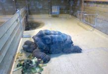 El zoo de Barcelona destituye de forma encubierta a su director tortuga en zoo