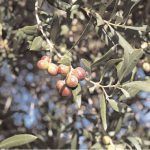 aceitunas anibal