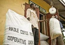 Ankole: donde el buen comercio se traduce en justicia y desarrollo acpcu-uganda-2-foto-IO-red