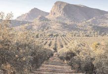 Olivar del Azaraque, el camino del éxito anibal aceite