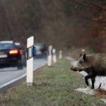 jabali libera propuesta