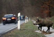 Libera! pide que se instalen reflectores en carreteras para ahuyentar animales jabali libera propuesta