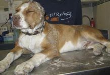 Expertos definen amputación de orejas y rabos de perros como “aberración” orejas perros maltrato
