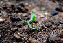 Llega la primavera ¡y toca dar alegría al huerto! plantas-siembra