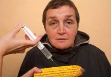 Los Estados de la UE podrán volver a decidir si cultivan transgénicos. ¿El lobby de los transgénicos vuelve a ganar? Los Estados de la UE podrán volver a decidir si cultivan transgénicos. ¿El lobby de los transgénicos vuelve a ganar?