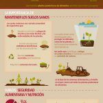 FAO-Infographic-IYS2015-fs2-es