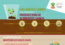 Los suelos sanos son la base para la producción de alimentos saludables FAO-Infographic-IYS2015-fs2-es