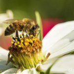 abejas greenpeace