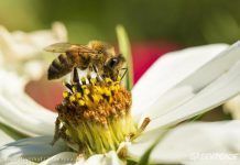 PLAN aBejas, vivir sin plaguicidas. El cambio hacia la agricultura ecológica abejas greenpeace