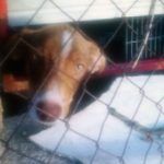 cachorroenjaula