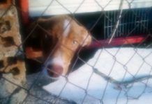 La Alianza Europea para Perros y Gatos pide a la UE más control sobre la venta y el movimiento de estos animales cachorroenjaula