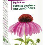 echinacea