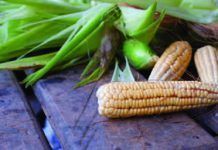 Agricultores ecológicos piden prohibir los transgénicos ifoameu policy gmos dossier 201412