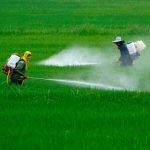 pesticidas ong programa elecciones