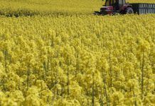 Greenpeace inicia recogida de firmas para pedir la prohibición del herbicida glifosato campos th 86d085836c8204a4ef07c18efaea8ae1