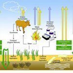 estudi_xina_agricultura_Eco