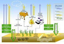 La agricultura ecológica convierte los cultivos en auténticos sumideros de CO2 estudi xina agricultura Eco