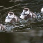 patos-archivo-efe-verde