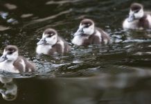 Solicitan prohibir la caza de patos en los humedales de Palencia patos-archivo-efe-verde