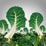 importancia alimentos ecológicos