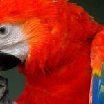 rojo th 86d085836c8204a4ef07c18efaea8ae1.jpg.pagespeed.ce.cAiiSTMLqF