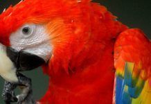 El tráfico ilegal de especies en España movió unos 450.000 euros en 2014 rojo th 86d085836c8204a4ef07c18efaea8ae1.jpg.pagespeed.ce.cAiiSTMLqF
