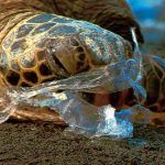 1-millon-de-aves-y-100-mil-animales-marinos-mueren-cada-ano-por-la-ingestion-de-bolsas-plasticas