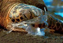 1 milió d’aus i 100 mil animals marins moren cada any per la ingestió de bosses plàstiques 1-millon-de-aves-y-100-mil-animales-marinos-mueren-cada-ano-por-la-ingestion-de-bolsas-plasticas