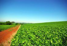 La agricultura «bio» es más rentable La agricultura ecológica es la clave para combatir la degradación de los suelos